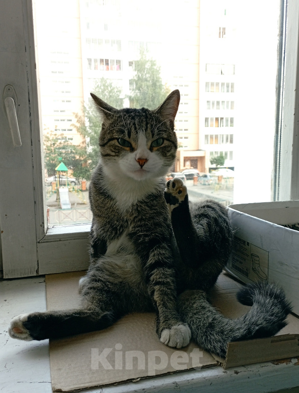 Кошки в Томске: В добрые руки Мальчик, Бесплатно - фото 5