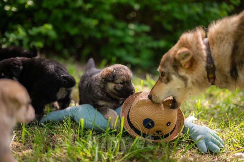 Собаки в Москве: Щенята — почти волчата ищут дом Мальчик, 1 руб. - фото 10