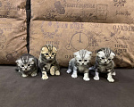 Кошки в Кулебаках: Шотландские котята, 5 000 руб. - фото 3