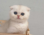 Кошки в Кингисеппе: Замечательный котик, 10 000 руб. - фото 2