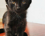 Кошки в Новосибирске: Черные котята, Бесплатно - фото 5