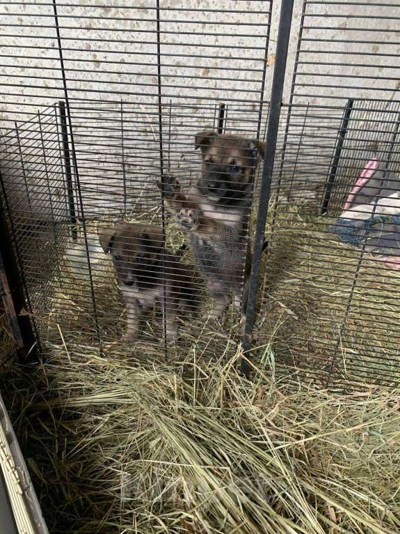 Собаки в Москве: Девочка и мальчик помесь с лайкой Девочка, Бесплатно - фото 3