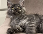 Кошки в других городах Московской области: Котик мейн кун, 2,5 месяца  Мальчик, 60 000 руб. - фото 2