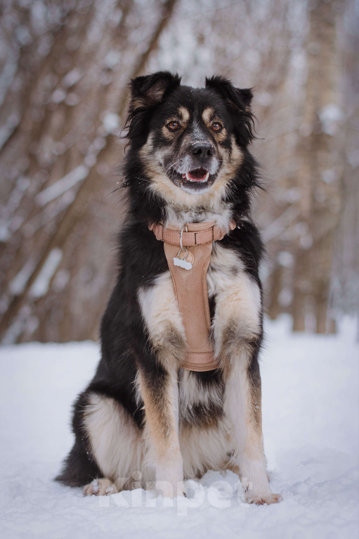 Собаки в Москве: Надя Девочка, Бесплатно - фото 3