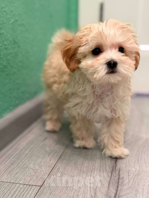 Собаки в Мытищах: Мальтипу F1 Девочка, 100 000 руб. - фото 1