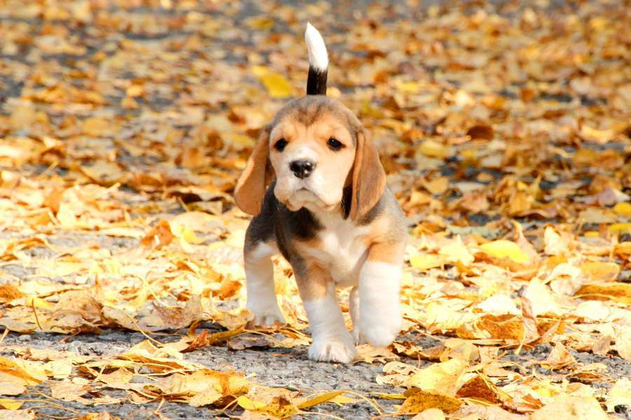 Собаки в Москве: щенки бигля ркф Девочка, 80 000 руб. - фото 5