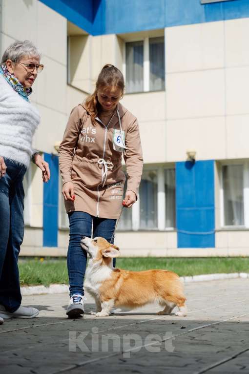 Собаки в Абакане: Щенок корги  Девочка, 70 000 руб. - фото 3