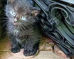 Кошки в Санкт-Петербурге: Малюсенький черный котёнок с голубыми глазками Мальчик, Бесплатно - фото 6