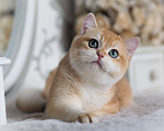 Кошки в Владивостоке: Британский котенок Heat Мальчик, 150 000 руб. - фото 4