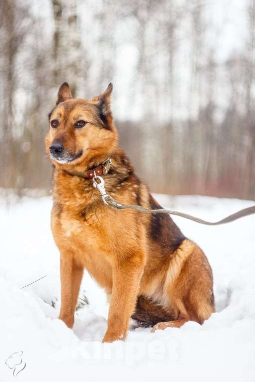 Собаки в Москве: Рада Девочка, Бесплатно - фото 3