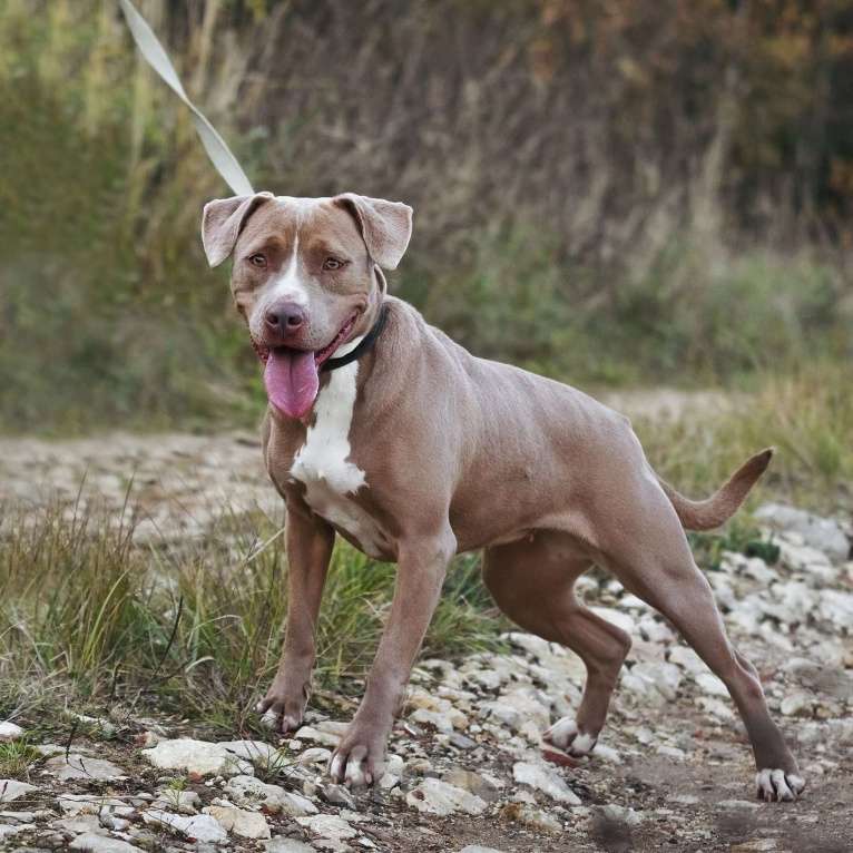 Собаки в Москве: Молодая питбуль Бежа в дар Девочка, 1 руб. - фото 7