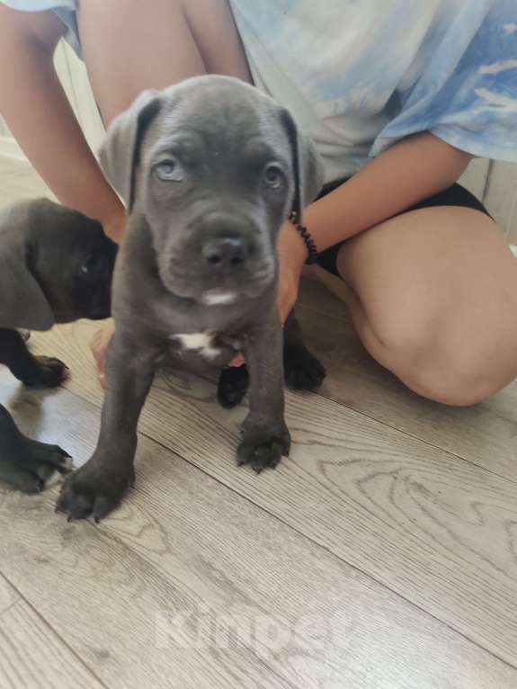 Собаки в Изобильном: Щеночки Кане Корсо  Мальчик, 15 000 руб. - фото 4