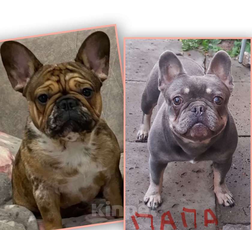 Собаки в Нижнем Новгороде: Щенки французского бульдога Девочка, 50 000 руб. - фото 5