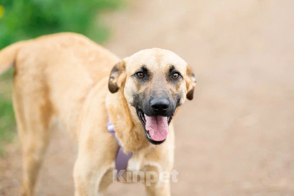 Собаки в Москве: Собака в дар Девочка, Бесплатно - фото 8