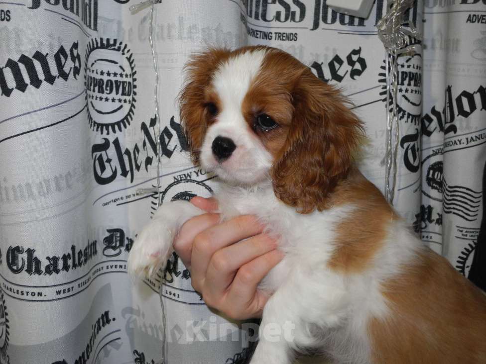 Собаки в Ярославле: Щенки кавалер Кинг Чарльз спаниель Девочка, 80 000 руб. - фото 6