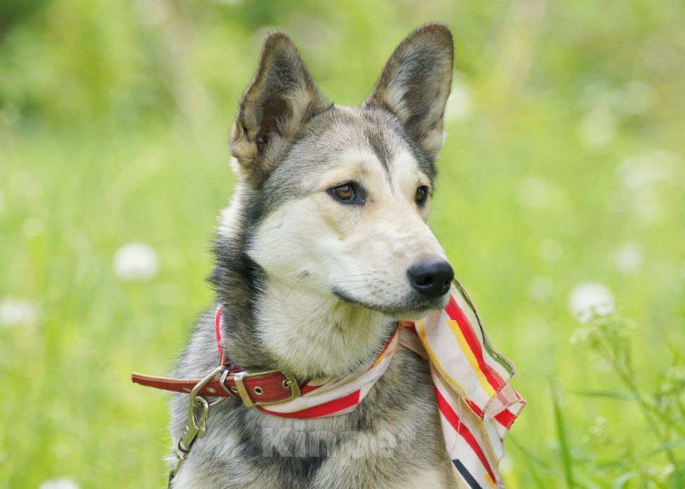 Собаки в Москве: Очень добрая и ласковая молодая собачка Лана ищет дом Девочка, 1 руб. - фото 2