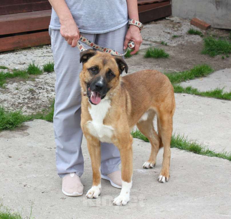 Собаки в Москве: Тоша очень хочет стать домашним Мальчик, Бесплатно - фото 5