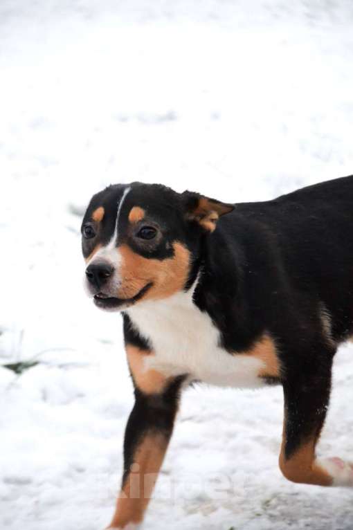 Собаки в Москве: Американский булли в добрые руки Девочка, Бесплатно - фото 5