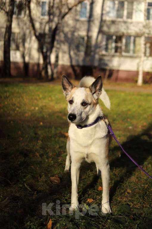 Собаки в Москве: Берта ищет дом Девочка, Бесплатно - фото 4