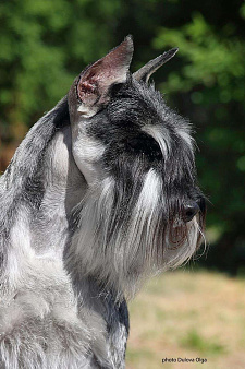 Шнауцер щенки 