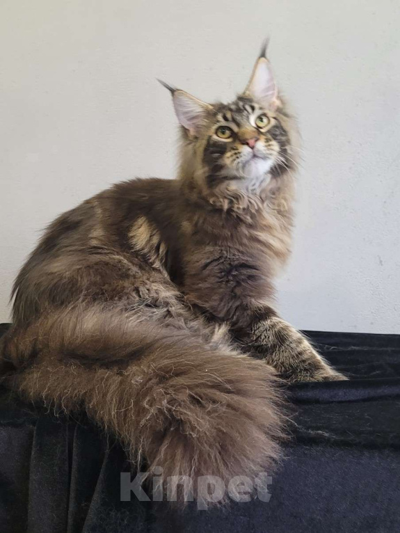 Кошки в Москве: Котенок мейн-кун  Мальчик, 60 000 руб. - фото 6