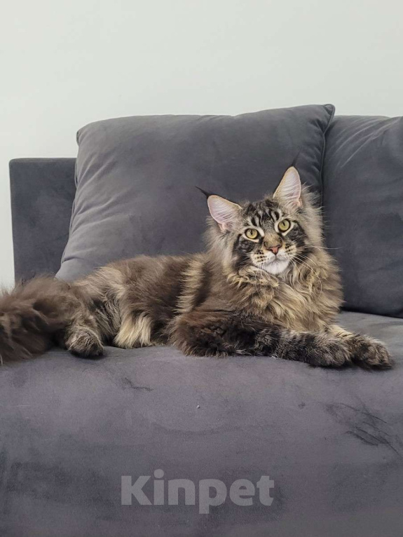 Кошки в Москве: Котенок мейн-кун  Мальчик, 60 000 руб. - фото 1