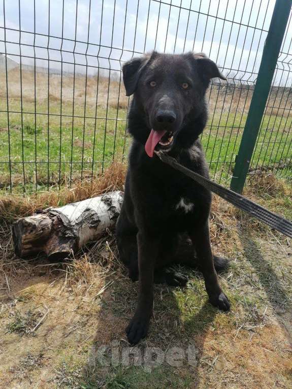 Собаки в Москве: Сури, собака с удивительными глазами Девочка, Бесплатно - фото 3