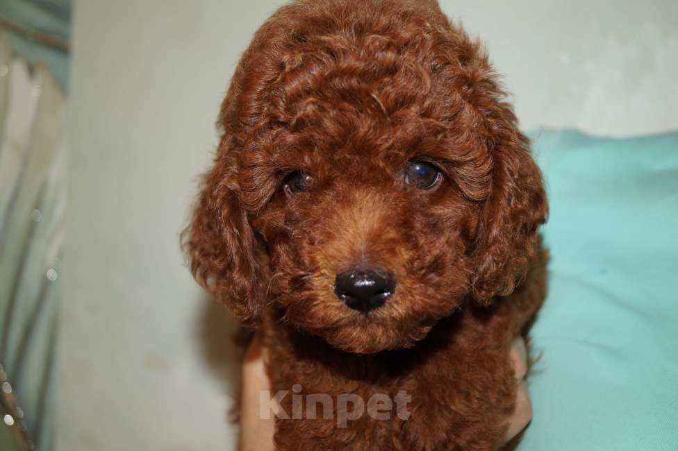 Собаки в Москве: Пудель-щенок деволчка Девочка, 80 000 руб. - фото 2