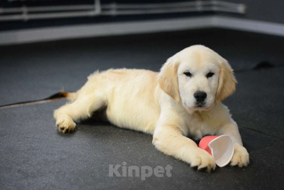 Собаки в Казани: Рыжие  и светлые малыши Золотистого ретривера! Девочка, 60 000 руб. - фото 5