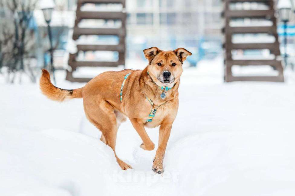 Собаки в Москве: Шикарный Джек ищет дом Мальчик, Бесплатно - фото 4