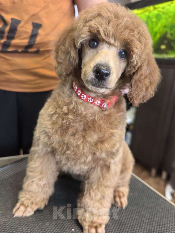 Собаки в Нижнем Новгороде: Щенки среднего пуделя - сука Девочка, 200 000 руб. - фото 3