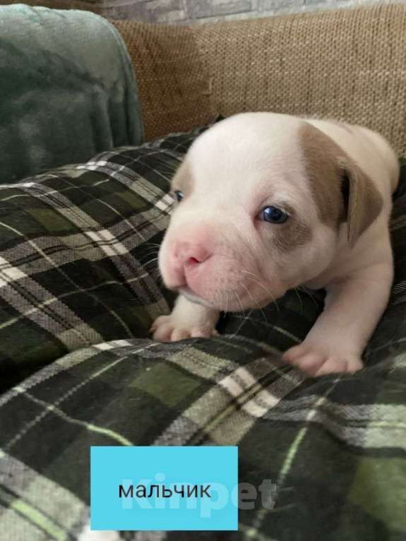 Собаки в Краснодаре: Американские Булли  Девочка, 60 000 руб. - фото 2