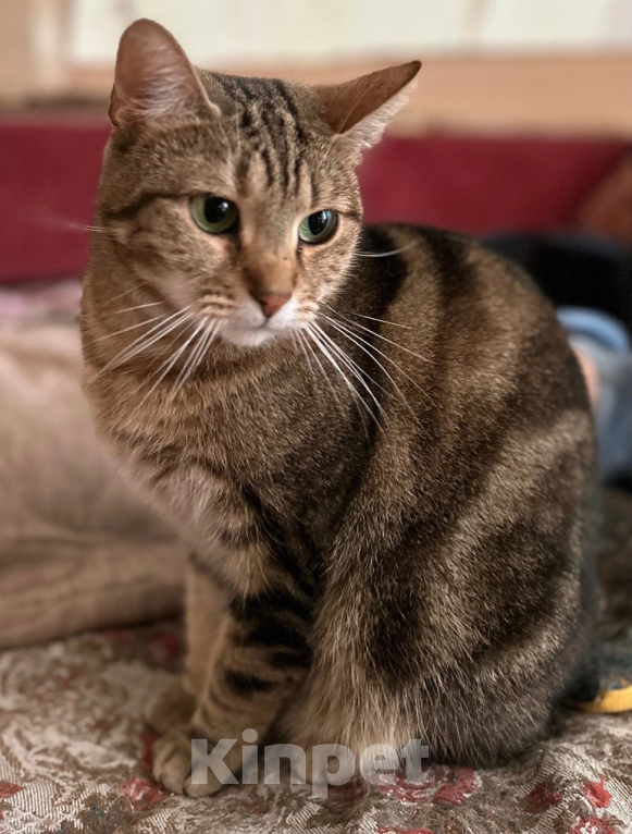 Кошки в Санкт-Петербурге: Кошка  Лаура- нужен хозяин Девочка, Бесплатно - фото 3