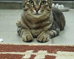 Кошки в Балашихе: КОТ ИЩЕТ ДОМ Мальчик, Бесплатно - фото 2