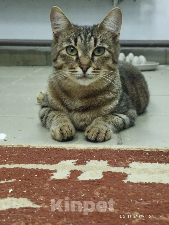 Кошки в Балашихе: КОТ ИЩЕТ ДОМ Мальчик, Бесплатно - фото 2