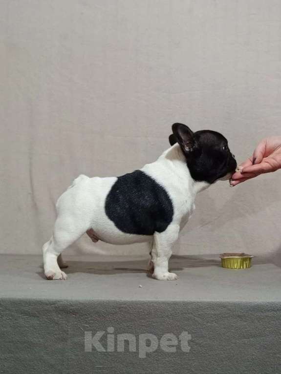 Собаки в Воронеже: Французский бульдог щенок Разнополые, Бесплатно - фото 7