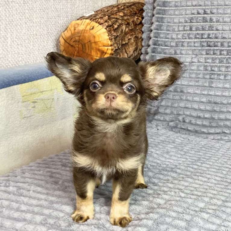 Собаки в Москве: Щенки чихуахуа Девочка, Бесплатно - фото 3