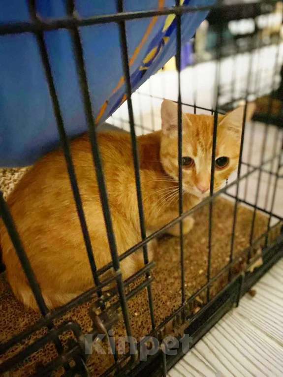 Кошки в Москве: Шикарный юный котик Янтарь в добрые руки  Мальчик, Бесплатно - фото 5