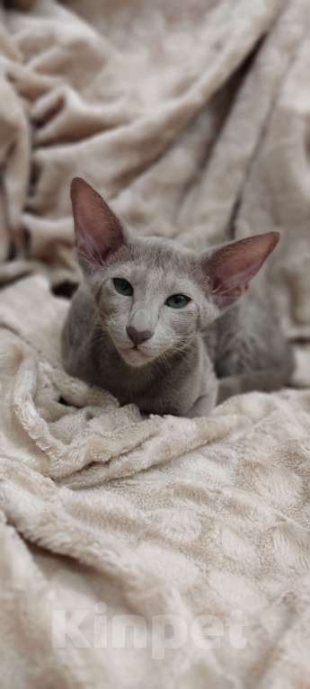 Кошки в Москве: Лиловая ориентальная девочка Девочка, 50 000 руб. - фото 4