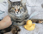 Кошки в Москве: Пушистая ласковая Клепа Девочка, 10 руб. - фото 5