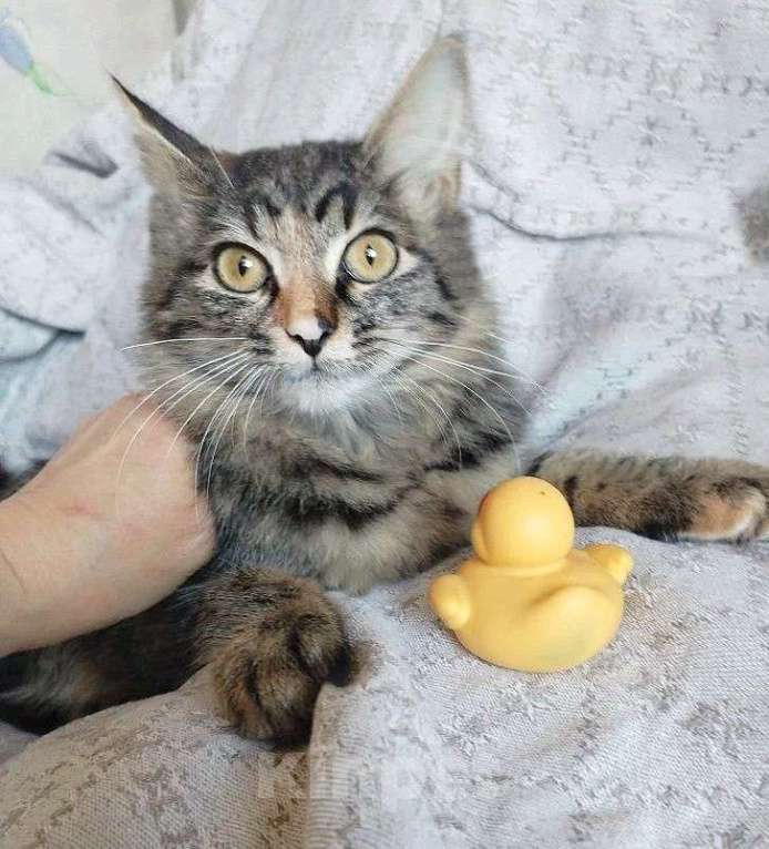 Кошки в Москве: Пушистая ласковая Клепа Девочка, 10 руб. - фото 5