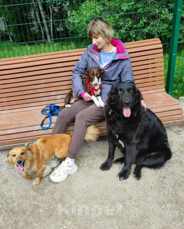 Собаки в Москве: Нежный пёс Рыжик ищет семью Мальчик, 12 руб. - фото 4