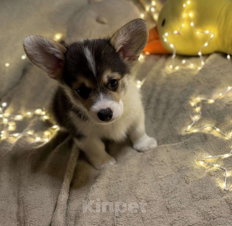 Собаки в Владивостоке: Щенок Вельш-корги Пемброк Мальчик, 70 000 руб. - фото 3