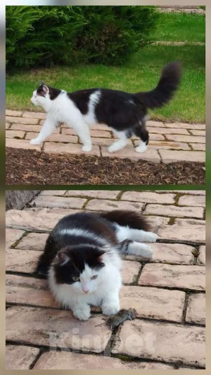 Кошки в других городах Московской области: ПРОПАЛ КОТ  Мальчик, 20 000 руб. - фото 4