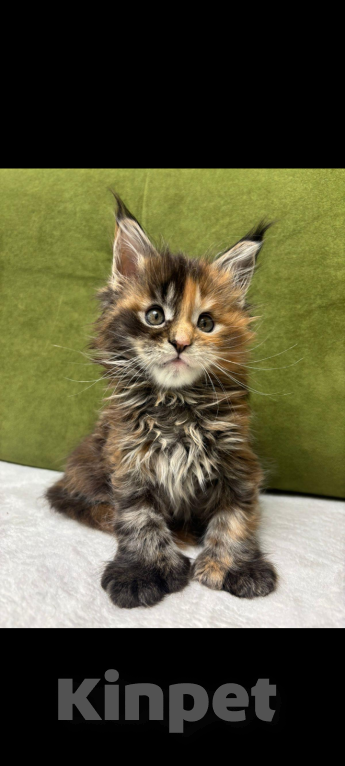 Кошки в Москве: Мейн Кун трехцветный полидакт Девочка, 150 000 руб. - фото 2