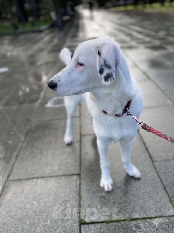 Собаки в других городах Московской области: Ищет Дом Девочка, Бесплатно - фото 4