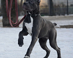 Собаки в Воронеже: Кане корсо, девочка Девочка, 70 000 руб. - фото 1