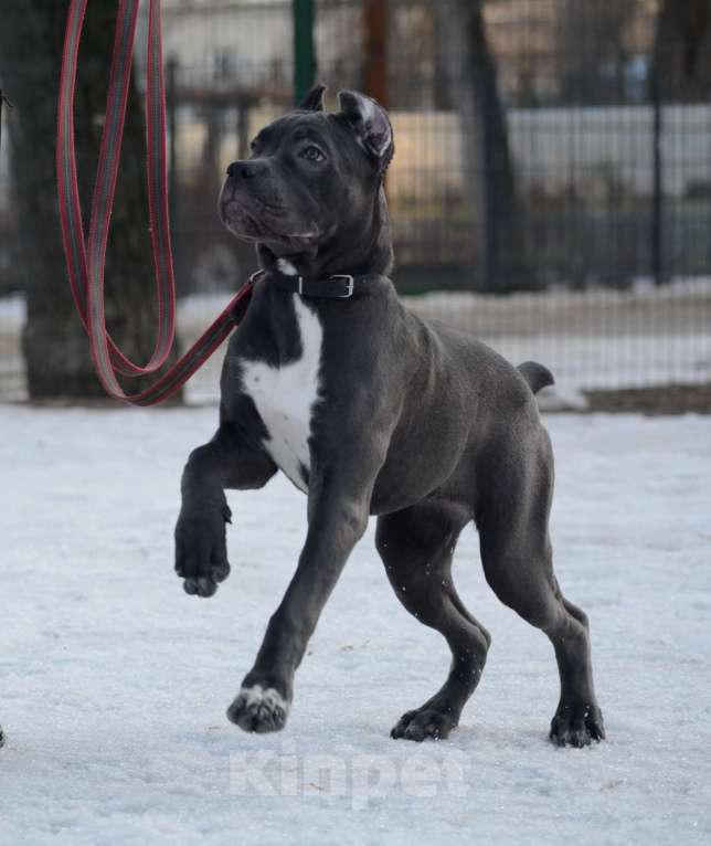 Собаки в Воронеже: Кане корсо, девочка Девочка, 70 000 руб. - фото 1