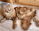 Кошки в Санкт-Петербурге: Котята мейн кун от титулованных родителей Мальчик, 1 руб. - фото 7
