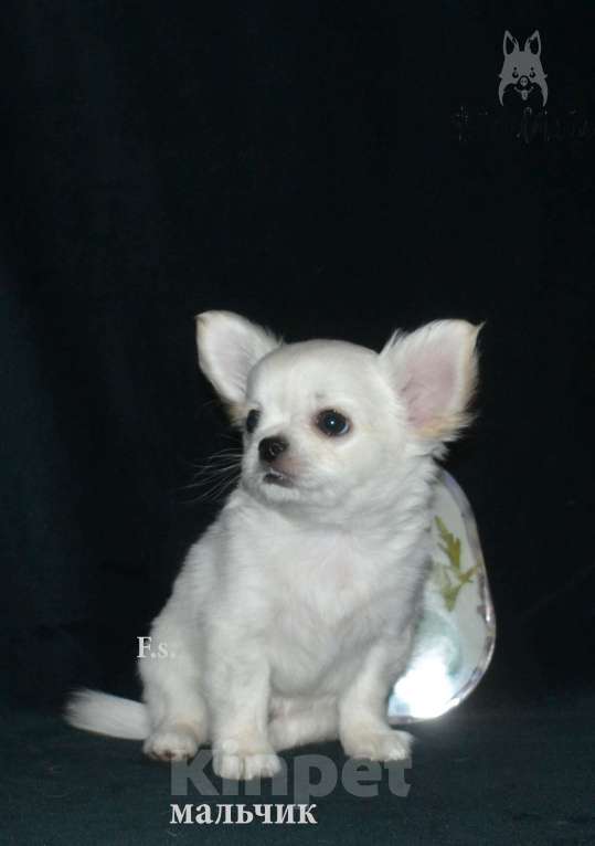 Собаки в Санкт-Петербурге: мальчик Мальчик, 30 000 руб. - фото 3